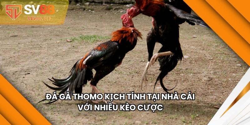 Đá Gà Thomo Kịch Tính Tại Nhà Cái Với Nhiều Kèo Cược