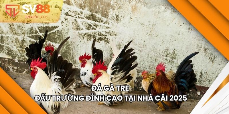 Đá Gà Tre - Đấu Trường Đỉnh Cao Tại Nhà Cái 2026